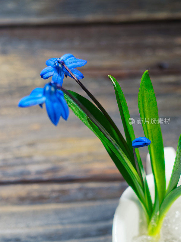 黑色的仍然有蓝色的花(scilla siberica)